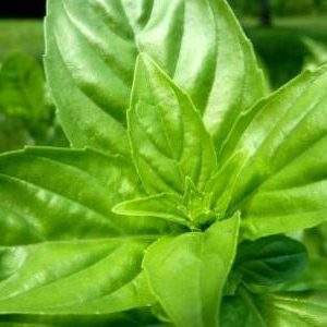 basil-19620_960_720-e1492015212877