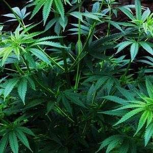 cannabis