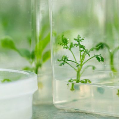GRIPP-research-plant-tissue-culture-1000x400 GRIPP-research-plant-tissue-culture-1000x400