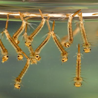 Mosquito larvae found in standing water in a container in the back yard of a residence.

Photo by James Gathany