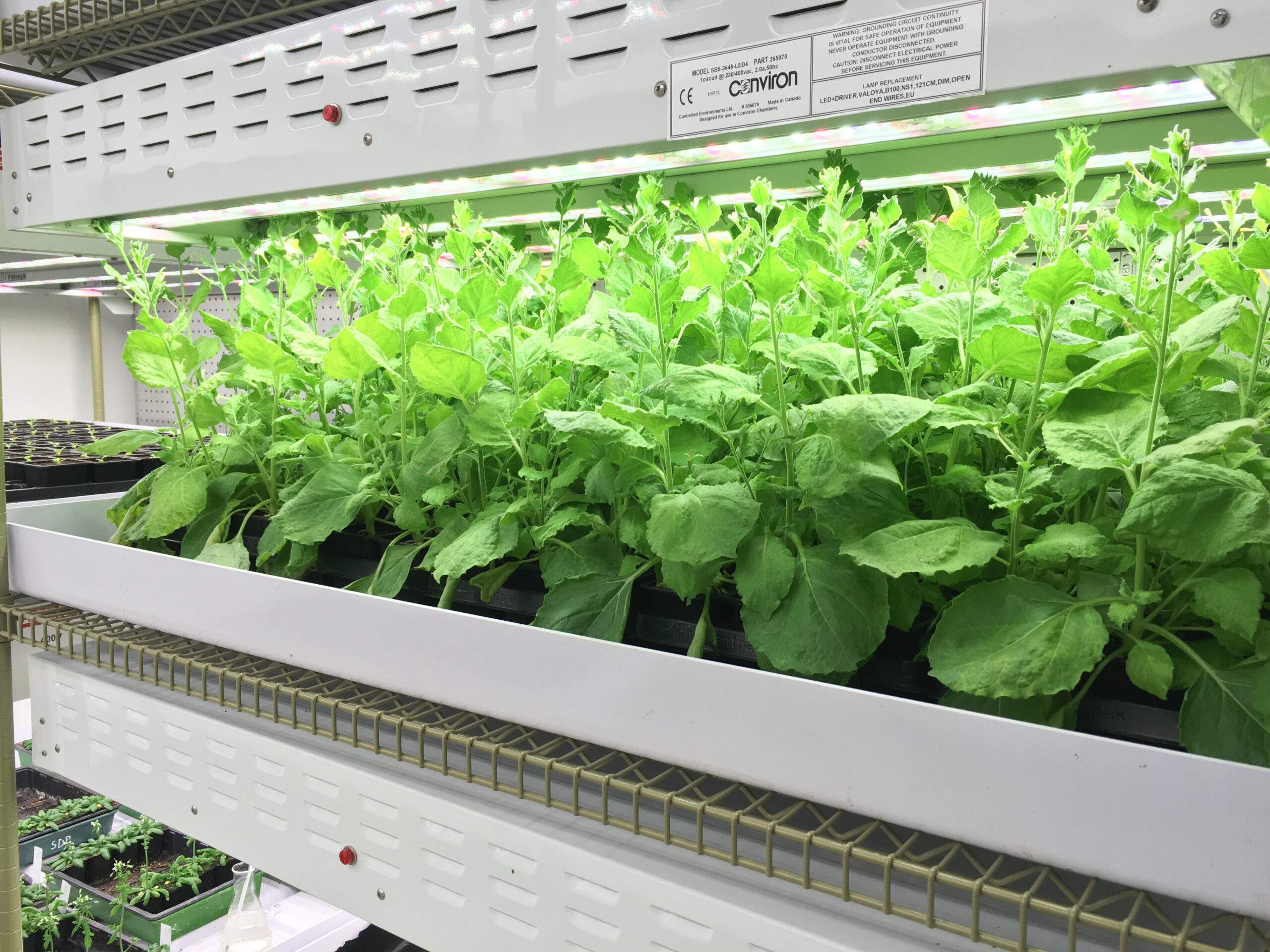 Sala de Crescimento de plantas MTPS - Conviron - Imagem 2