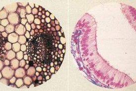 tecido-animal-vegetal-min